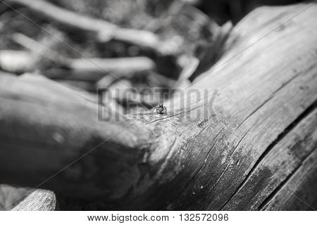 A small spider sits on a tree branch in the woods. Black-and-white photograph.