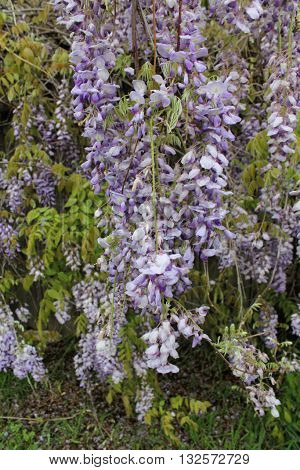 Flowering purple Wisteria vine hanging over weathered fence in Texas during the month of April.