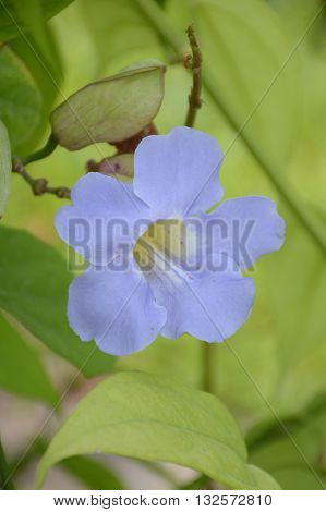 close up blue Thunbergia laurifolia flower in nature garden