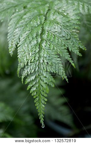fern Selaginella involvens plants in nature garden