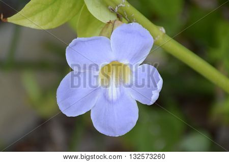 close up Thunbergia laurifolia flower in nature garden