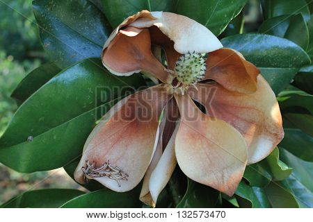 Southern Grandiflora Magnolia bloom at the end of its life cycle