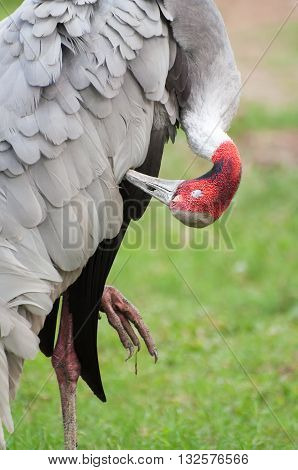 The painted stork (Mycteria leucocephala) found in the wetlands of Indian Subcontinent cleaning herself with green blurred background. Beautiful Stock image of Red headed bird in daylight.