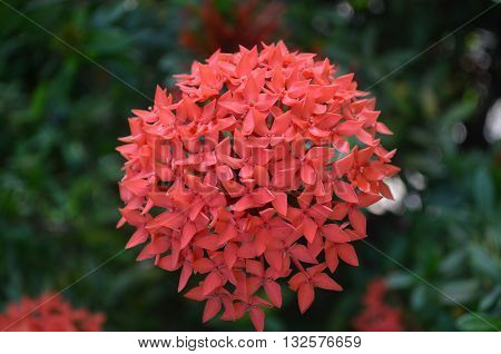 flor de jardim simples e linda para qualquer uso