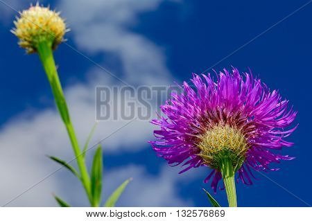 Basket-flower (Plectocephalus americanus) or American star thistle with sky and clouds