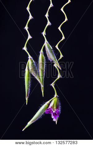 lose up of Thalia dealbata J.fraser. flower