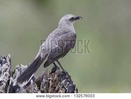 Tropical Mockingbird Eating A Gecko - Panama