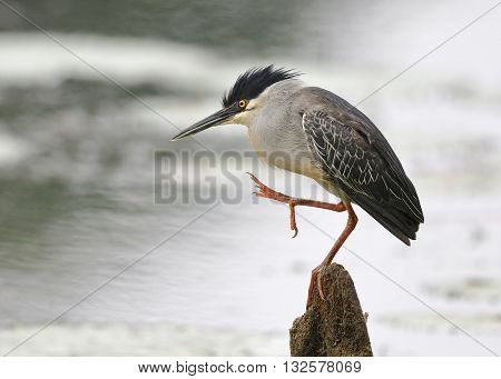 Striated Heron Stretching Its Leg - Panama
