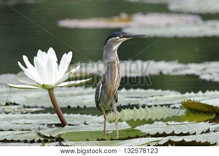 Striated Heron Next To A Water Lily - Panama