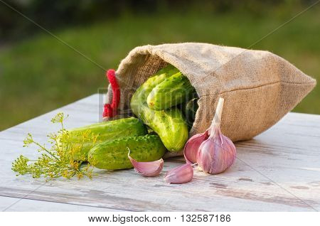 Ripe cucumbers in jute bag fresh garlic and dill on old white wooden table in garden on sunny day ingredients for pickling