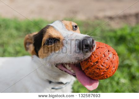 small dog breeds Jack Russell Terrier with a bright orange ball in his mouth and his tongue hanging out looking at the camera