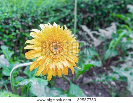 beautiful flower Gerbera of the Gerbera genus. Yellow with water drops in the garden Barberton daisy Gerbera jamesonii " Desert Sands" a species of flowering plant in the genus Gerbera or Transvaal Daisy fromSouth Africa. (select focus Gerbera and Blur bl