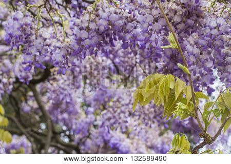 floral background blur a big beautiful  tree of purple wisteria blossoms in the park