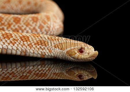 Closeup Pink pastel Albino Western Hognose Snake Heterodon nasicus isolated on black background
