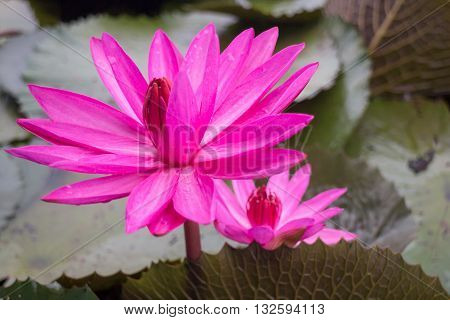 Beautiful pink lotus flower in the lake stock photo