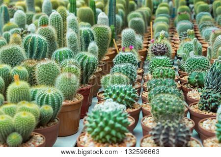 Cactus Is A Member Of The Plant Family Cactaceae Within The Order Caryophyllales