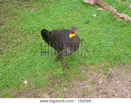 호주 부시 터키