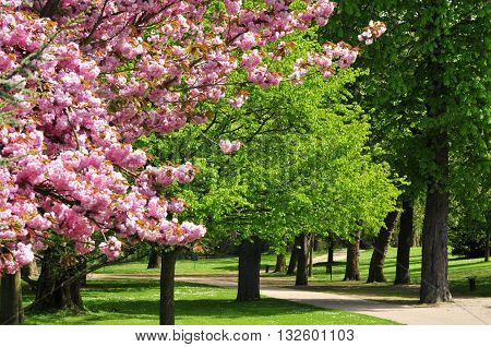 Poissy France - mai 2 2016 : the Meissonier park in spring
