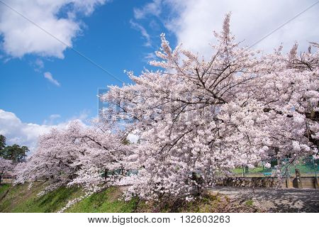 Cherry blossoms trees around Tsuruga Castle(Aizu castle)