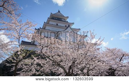 Tsuruga Castle surrounded by hundreds of sakura trees