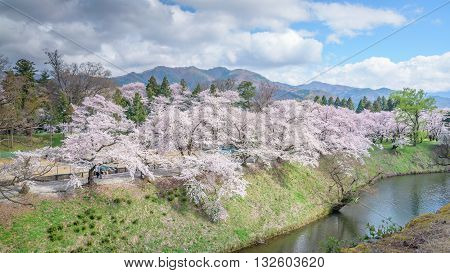 Cherry blossoms trees around Tsuruga Castle(Aizu castle)