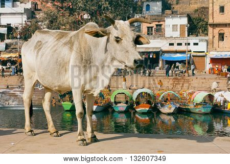 MADHYA PRADESH, INDIA - DEC 29, 2015: Cow standing on the street of the old town with river and old houses around on December 29, 2015 in Chitracoot. Population of Chitrakoot is 22294 people