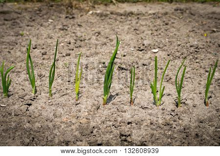 closeup organically grown onions. Fresh and green