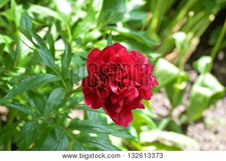 Vintage red peony close up. Flowers in a Garden