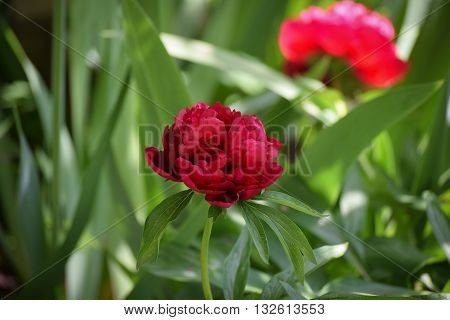 Vintage red peony close up. Flowers in a Garden