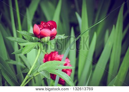 Vintage bud peony close up. Flowers in a Garden