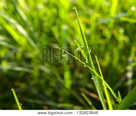 Drops of dew on the green grass in nauteral