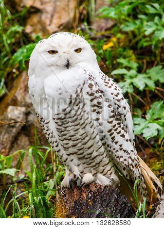 Snowy owl, Bubo scandiacus, sitting on the tree stump