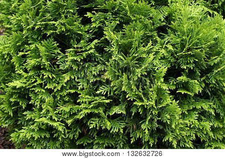Thuja (arbor vitae). Natural green background.