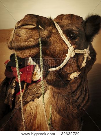Camel in the Thar Desert Rajasthan India Concept