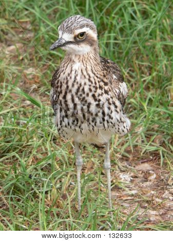 Curlew4