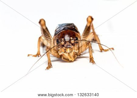 Gryllus, Field Cricket isolated on white background