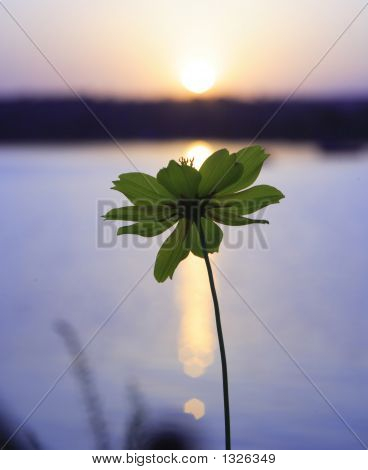 Sunset kukka