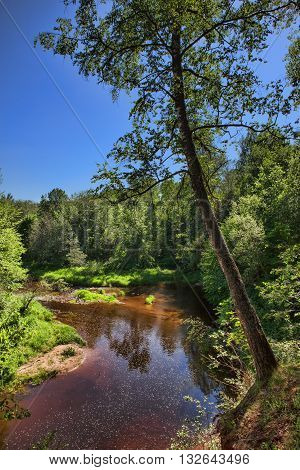 summer forest landscape with river in the foreground and green trees on the hill