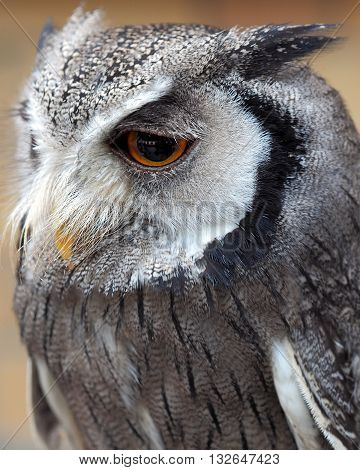 Small Scops Owl with gey tufted feather plumage