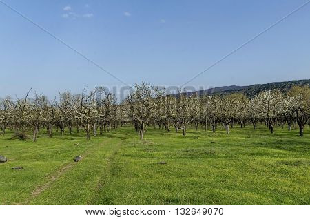 Cherry orchard in blossom through springtime, look from away, Pancharevo, Bulgaria