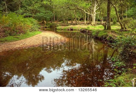 Smukke frodige skov Scene med strøm og strejf af efterårsfarver i New Forest, England