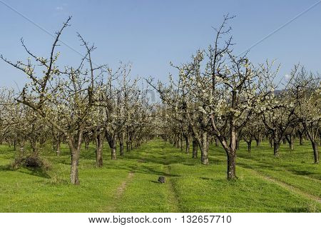 Cherry orchard in blossom through springtime, look from near, Pancharevo, Bulgaria