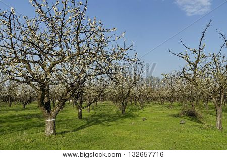 Cherry orchard in blossom through springtime, look from near, Pancharevo, Bulgaria