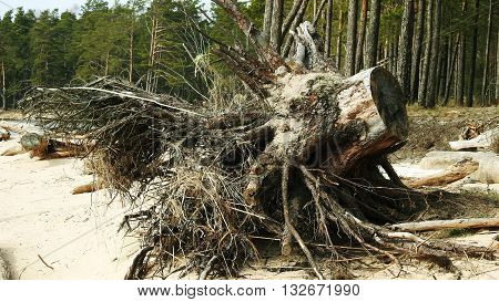 Root of big tree. Located on river coast