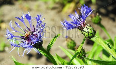 Sunny day in city park. Blue flower.