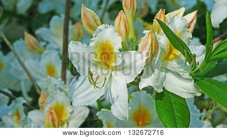 Rrhododendrons. Spring sunny day in city park