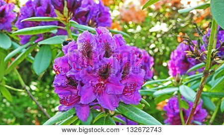 Rrhododendrons. Spring sunny day in city park