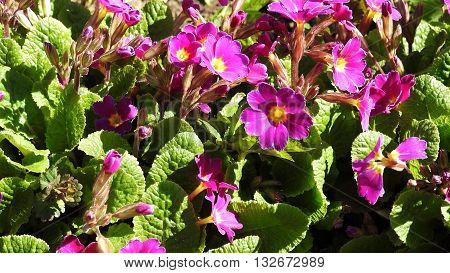 Spring sunny day. Violet flowers in city park.