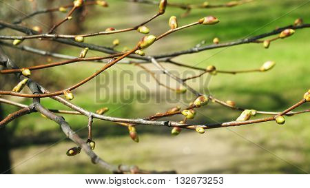 Sunny spring day in city park. Macro photo
