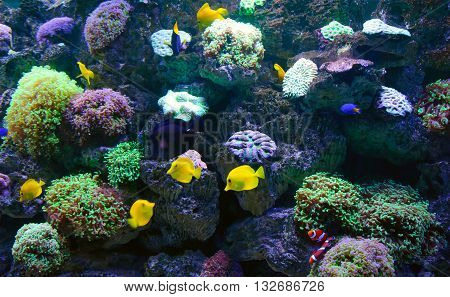 coral reef - underwater world, Aquarium, bright fish